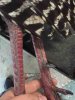 ImageUploadedByBowhunting.com Forums1459008609.862302.jpg