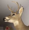 ImageUploadedByBowhunting.com Forums1461364160.059186.jpg