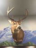ImageUploadedByBowhunting.com Forums1461364190.387646.jpg