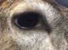 ImageUploadedByBowhunting.com Forums1461364239.744077.jpg
