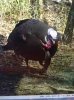 ImageUploadedByBowhunting.com Forums1462071686.966214.jpg