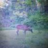 ImageUploadedByBowhunting.com Forums1464738994.890687.jpg