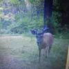 ImageUploadedByBowhunting.com Forums1464739003.571763.jpg