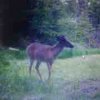 ImageUploadedByBowhunting.com Forums1464739017.158228.jpg