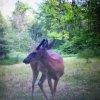 ImageUploadedByBowhunting.com Forums1464739118.399957.jpg