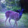ImageUploadedByBowhunting.com Forums1464739326.937039.jpg