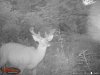 deer spring 2016 093.jpg