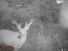 deer spring 2016 087.jpg