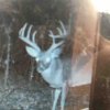 ImageUploadedByBowhunting.com Forums1467342500.613621.jpg