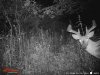deer spring 2016 121.jpg