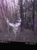 ImageUploadedByBowhunting.com Forums1467388330.024849.jpg
