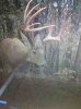 ImageUploadedByBowhunting.com Forums1467483176.461039.jpg