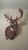 Moose 2.jpg