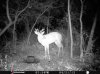 ImageUploadedByBowhunting.com Forums1468186312.262095.jpg