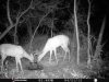 ImageUploadedByBowhunting.com Forums1468186323.267781.jpg