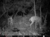 ImageUploadedByBowhunting.com Forums1468186334.189761.jpg