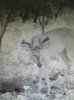 ImageUploadedByBowhunting.com Forums1468186391.952110.jpg