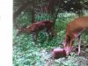 ImageUploadedByBowhunting.com Forums1468186401.957442.jpg