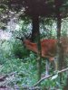 ImageUploadedByBowhunting.com Forums1468186414.930485.jpg