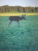 ImageUploadedByBowhunting.com Forums1468186423.117958.jpg