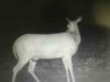 ImageUploadedByBowhunting.com Forums1468186433.056196.jpg