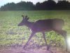 ImageUploadedByBowhunting.com Forums1468186442.694472.jpg