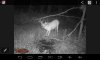 2016 BUCK 5.jpg