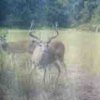 ImageUploadedByBowhunting.com Forums1469739415.985292.jpg