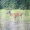ImageUploadedByBowhunting.com Forums1469739429.971342.jpg