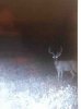 ImageUploadedByBowhunting.com Forums1469739527.198127.jpg