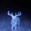 ImageUploadedByBowhunting.com Forums1469739546.992519.jpg
