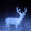 ImageUploadedByBowhunting.com Forums1469739571.420594.jpg