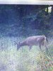 ImageUploadedByBowhunting.com Forums1469739584.476950.jpg