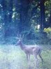 ImageUploadedByBowhunting.com Forums1469739604.003104.jpg