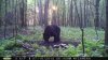 Bear-7-20-15 001.jpg