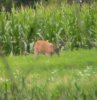 hitlistbuck.jpg