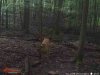 ImageUploadedByBowhunting.com Forums1470523719.264685.jpg
