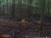 ImageUploadedByBowhunting.com Forums1470524202.729873.jpg