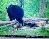 ImageUploadedByBowhunting.com Forums1471334916.072215.jpg