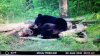 ImageUploadedByBowhunting.com Forums1471334928.881592.jpg