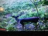 ImageUploadedByBowhunting.com Forums1471389764.022584.jpg