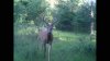 ImageUploadedByBowhunting.com Forums1471397163.329965.jpg