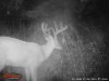Deer summer 2016 149.jpg