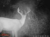 Deer summer 2016 141.jpg