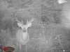 deer spring 2016 101.jpg
