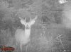 deer spring 2016 097.jpg