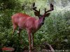 deer spring 2016 169.jpg
