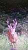 ImageUploadedByBowhunting.com Forums1471816195.780087.jpg