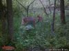 ImageUploadedByBowhunting.com Forums1471819988.641222.jpg