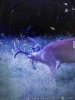 ImageUploadedByBowhunting.com Forums1471826858.829897.jpg
